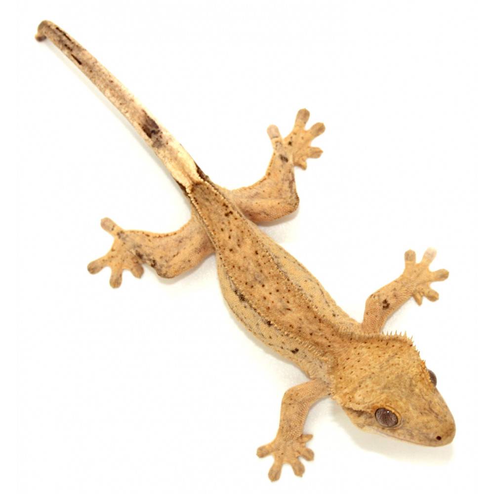 Correlophus ciliatus "Cream" JEUNE- Gecko à crête