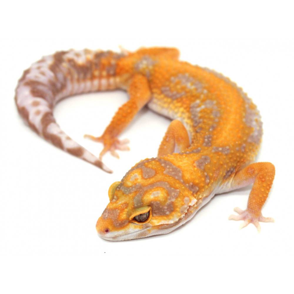 Eublepharis macularius "Stripe tangerine Tremper" - Gecko léopard Eublepharis macularius "Stripe tangerine Tremper" - Gecko léopard