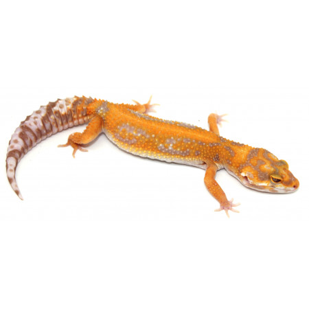 Eublepharis macularius "Stripe tangerine Tremper" - Gecko léopard