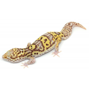 Eublepharis macularius...