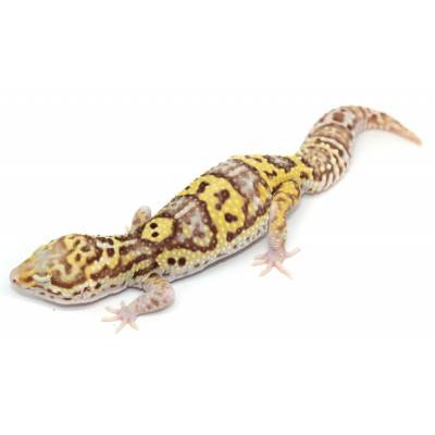 Eublepharis macularius "Mack snow Radar" - Gecko léopard