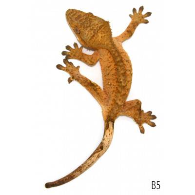 Correlophus ciliatus "Yellow Brindle" JEUNE- Gecko à crête