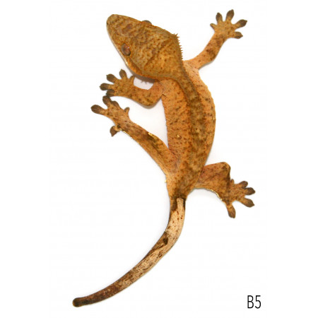 Correlophus ciliatus "Yellow Brindle" JEUNE- Gecko à crête