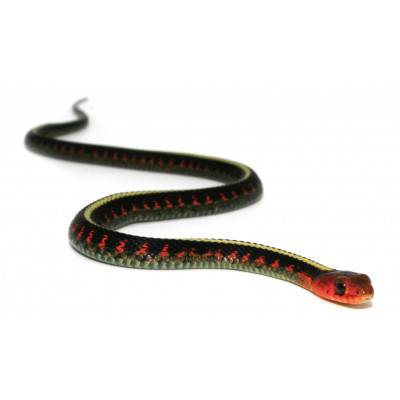 Thamnophis sirtalis...