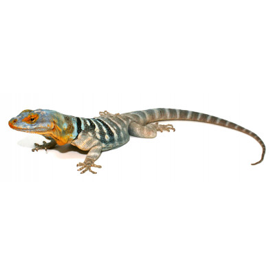 Petrosaurus thalassinus -...