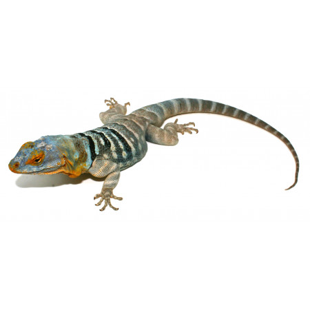 Petrosaurus thalassinus - Lézard des roches de Basse-Californie