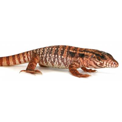 Salvator rufescens - Tegu...