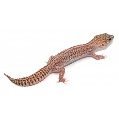 Eublepharis macularius "Super Mack snow Tremper" ♂ - Gecko léopard