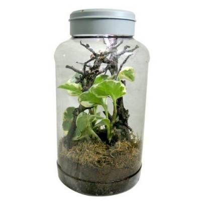 Nano terrarium "Insect...