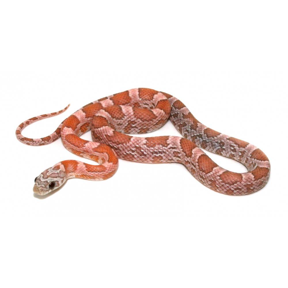 Pantherophis guttatus "Ghost specter" - Serpent des blés Pantherophis guttatus "Ghost specter" - Serpent des blés