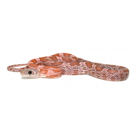 Pantherophis guttatus "Ghost specter" - Serpent des blés