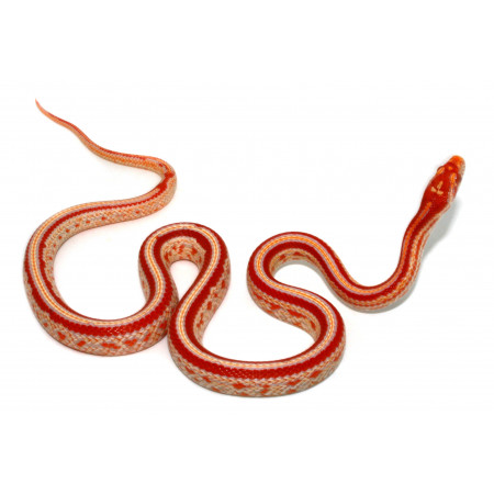 Pantherophis guttatus "Tessera Abbott's albinos" - Serpent des blés
