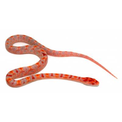 Pantherophis guttatus "Okeetee Extrem reverse" - Serpent des blés