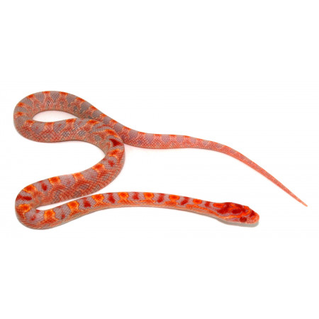 Pantherophis guttatus "Okeetee Extrem reverse" - Serpent des blés