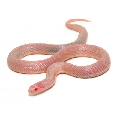 Tous Nos Serpents Bebesaurus Tous Nos Serpents Bebesaurus