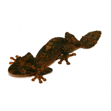 Uroplatus alluaudi - Gecko à queue plate du Nord de Madagascar