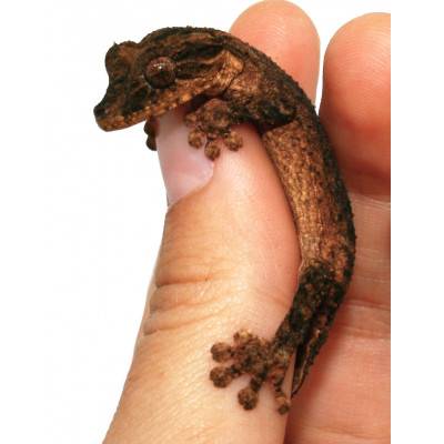 Uroplatus alluaudi - Gecko à queue plate du Nord de Madagascar