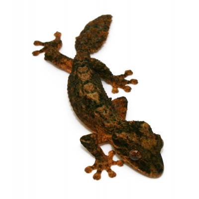 Uroplatus alluaudi - Gecko à queue plate du Nord de Madagascar
