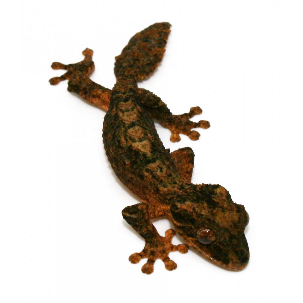 Uroplatus alluaudi - Gecko à queue plate du Nord de Madagascar