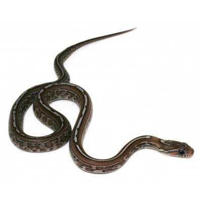 Pantherophis guttatus "Charcoal Tessera" - Serpent des blés