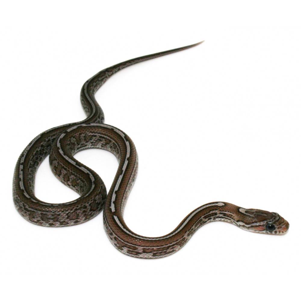 Pantherophis guttatus "Charcoal Tessera" - Serpent des blés Pantherophis guttatus "Charcoal Tessera" - Serpent des blés