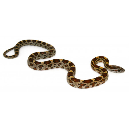 Pantherophis guttatus "Caramel" - Serpent des blés
