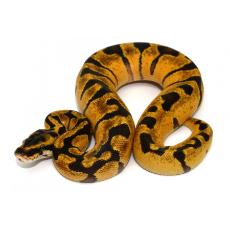 Python regius "Super Enchi" - Python royal