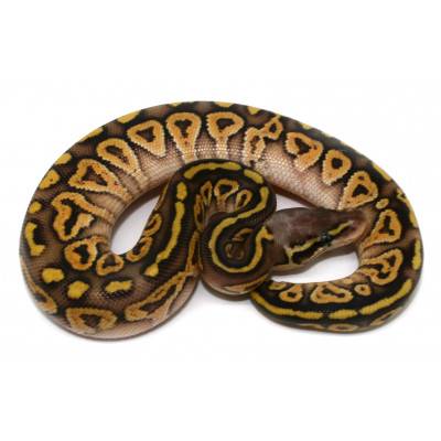 Python regius "Phantom" -...