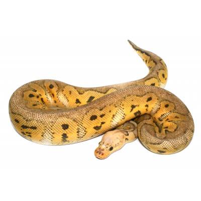 Python regius "Super pastel...