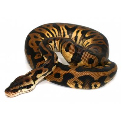 Python regius "Pastel...