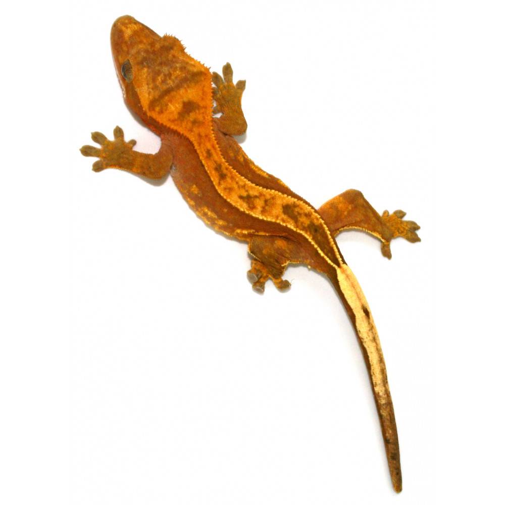 Correlophus ciliatus "Full Pinstripe Red" JEUNE - Gecko à crête Correlophus ciliatus "Full Pinstripe Red" JEUNE - Gecko à crête
