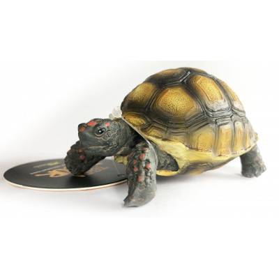 Figurine tortue charbonnière - Terratlantis