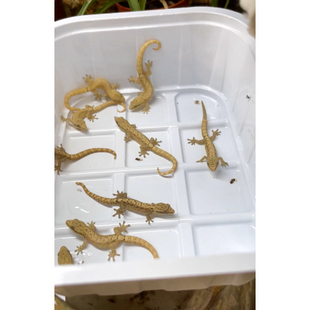 Lepidodactylus lugubris - Gecko nain à écailles lisses