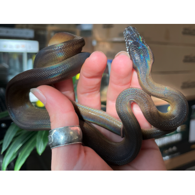 Botrochilus (Liasis) albertisii - Python à lèvres blanches