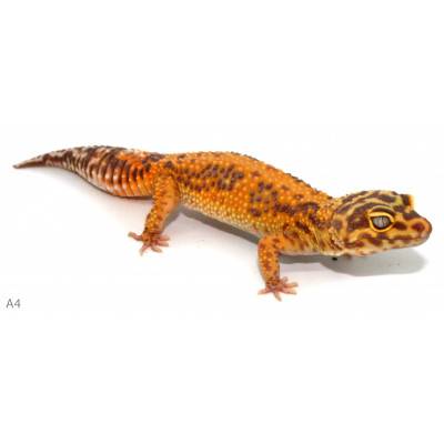 Eublepharis macularius "Broken Stripe Tremper albinos" - Gecko léopard