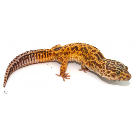 Eublepharis macularius "Broken Stripe Tremper albinos" - Gecko léopard