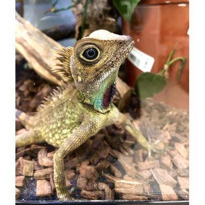 Gonocephalus bellii - Dragon des forêts de Bell