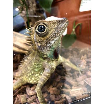 Gonocephalus bellii - Dragon des forêts de Bell