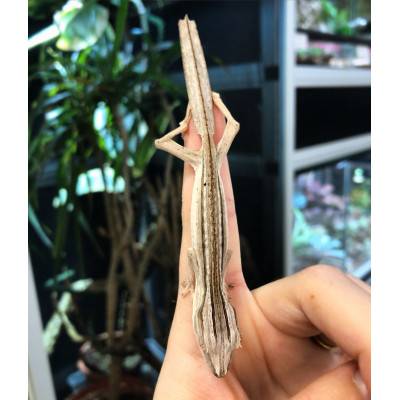 Uroplatus lineatus - Gecko à queue plate- LE COUPLE