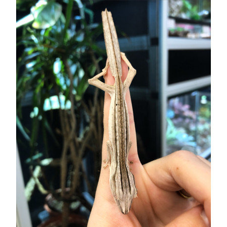 Uroplatus lineatus - Gecko à queue plate- LE COUPLE