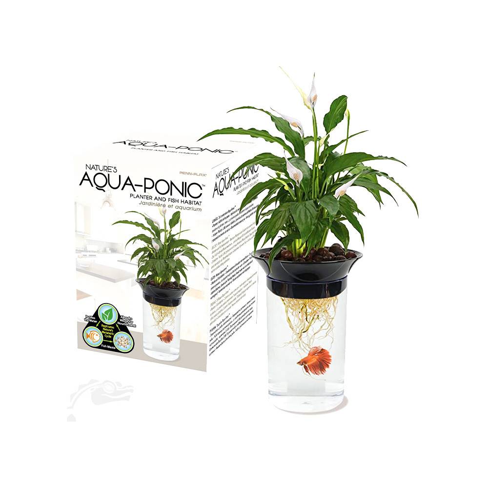 Accessoires d'aquarium, décor de jardin d'aquarium, poupées de voiture  minimalistes Micro Buda Garden Home Shui Décoratif résistant à l'usure Bébé  Miniature Pot de jeu Fleur Décor de bureau Artisanat : : Animalerie