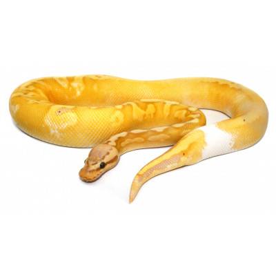 Python regius "Banana calico pastel" - Python royal