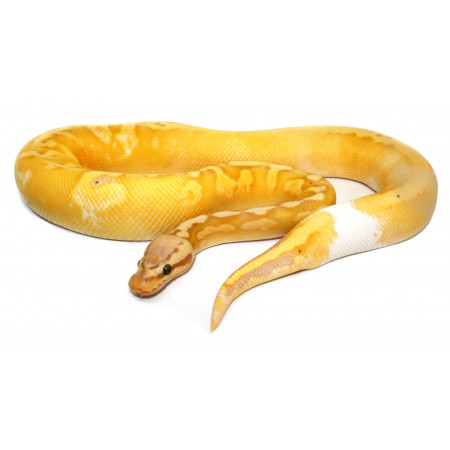 Python regius "Banana calico pastel" - Python royal