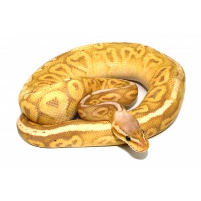 Python regius "Banana Pewter" - Python royal