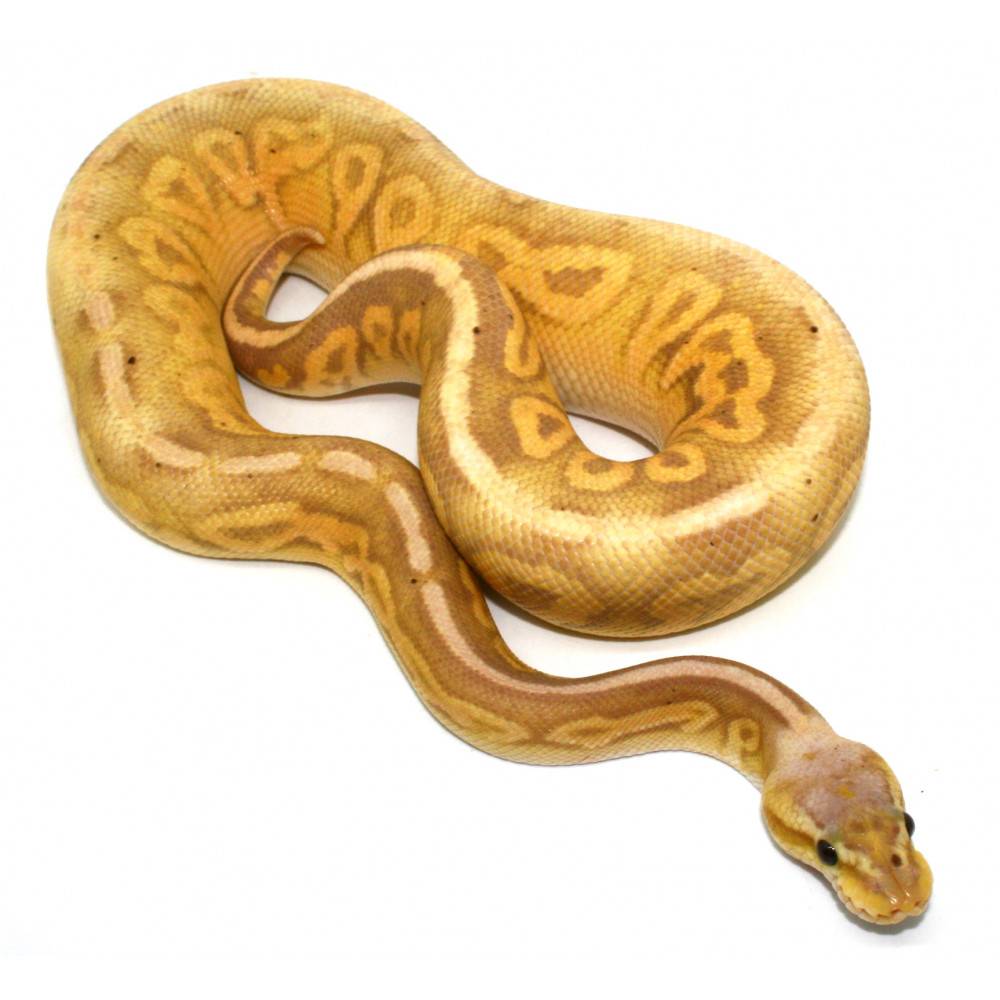 Python regius "Banana Lithium" - Python royal Python regius "Banana Lithium" - Python royal