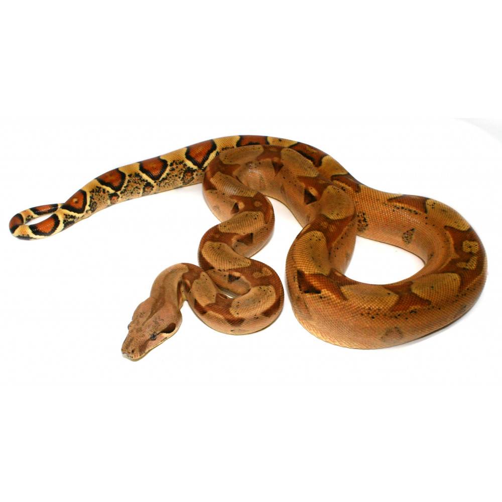 Boa imperator "Jungle" - Boa empereur