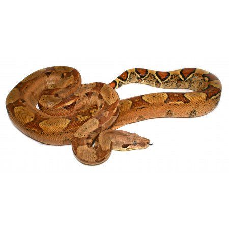 Boa imperator "Jungle" - Boa empereur
