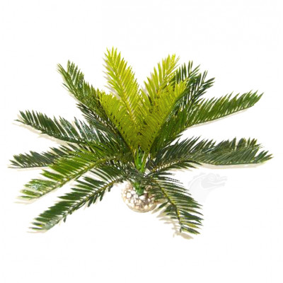 Cycas, plante préhistorique...