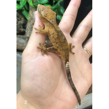 Correlophus ciliatus "Dalmatien Brindle" Juvénile - Gecko à crête