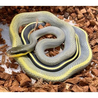 Elaphe taeniura grabowskyi - Serpent ratier asiatique